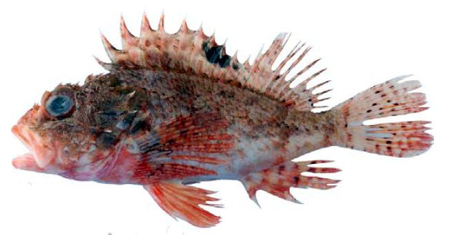 Scorpaena notata_06.jpg